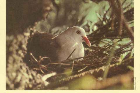 Mauritius-1985WWF Pink Pigeon