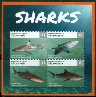 Micronesia-2014-Marine-Life-Sharks-MS-MUH_1 Micronesia-2014-Marine-Life-Sharks-MS-MUH_1