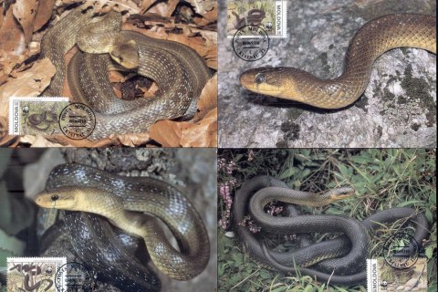 Moldova-1993 WWF Aesculapian Snake Maxicards