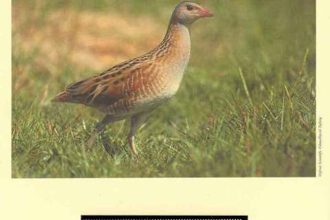 Moldova-2011 WWF Corncrake