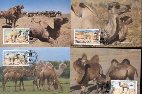 Mongolia-1985 WWF Bactrian Camel 4xMaxicard