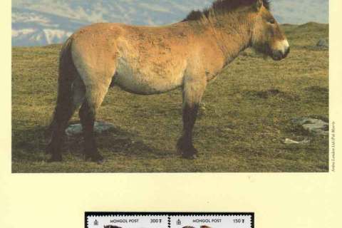 Mongolia-2000 WWF Pzewalski's Horse