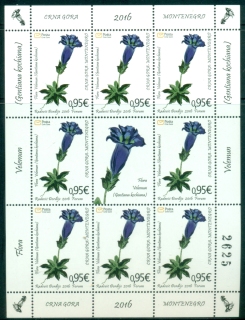 Montenegro-2019-Flowers-Velemun-plant-sheetlet-MUH