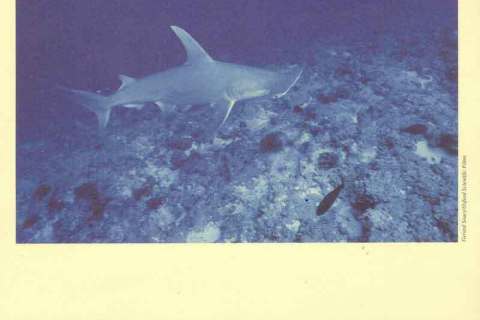 Montserrat-1999 WWF Great Hammerhead Shark