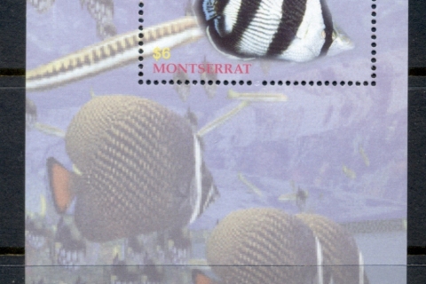 Montserrat-2004-Marine-Life_1