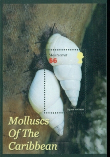 Montserrat-2005-Mollusks-of-the-Caribbean-MS-MUH
