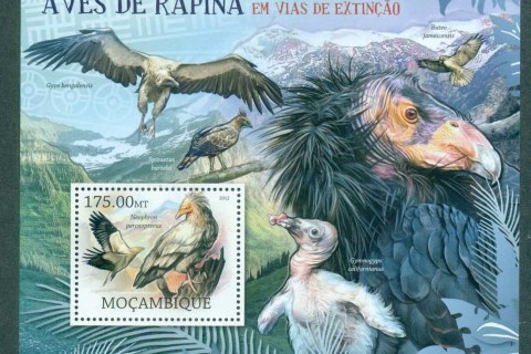 Mozambique-2012-Birds-of-Prey