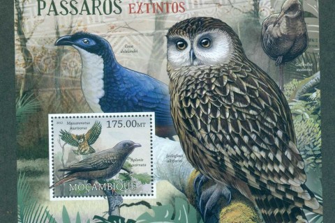 Mozambique-2012-Birds