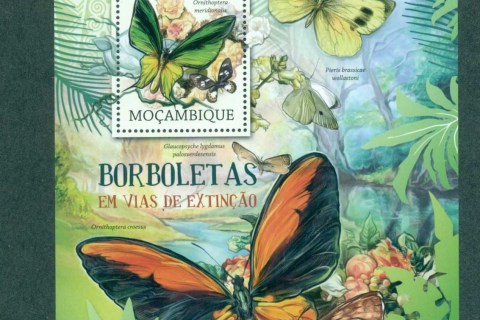 Mozambique-2012-Insects