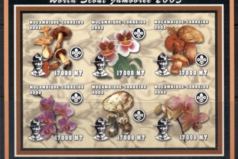 Mozambique-2002-Flowers_3