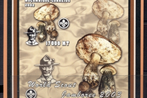 Mozambique-2002-Funghi_3