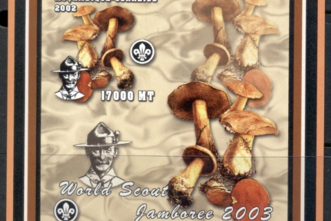 Mozambique-2002-Funghi_4