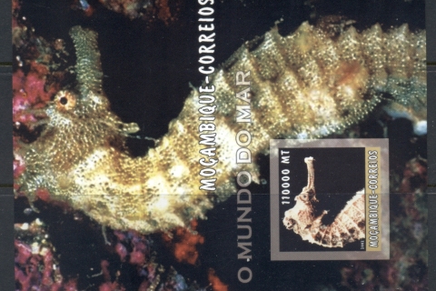 Mozambique-2002-The-Sea-World