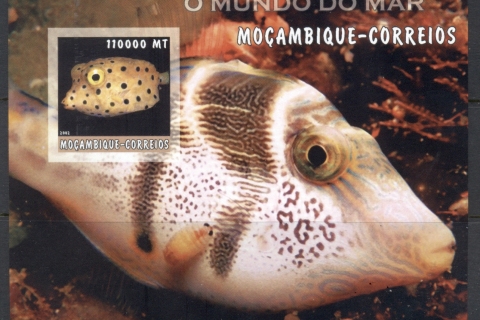 Mozambique-2002-The-Sea-World_42