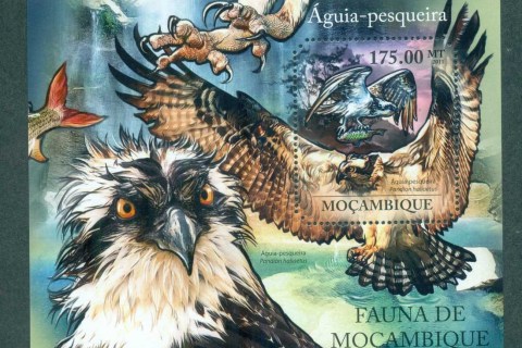 Mozambique-2011-Birds-of-Prey