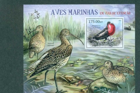 Mozambique-2011-Birds_4