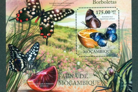 Mozambique-2011-Insects_2