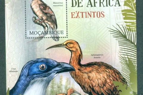Mozambique-2012-Birds-2