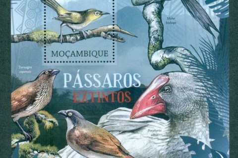 Mozambique-2012-Birds_3