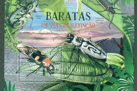 Mozambique-2012-Insects