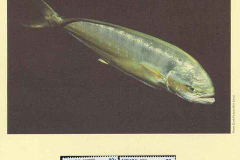 Nauru-1997 WWF Giant Fishes of Nauru