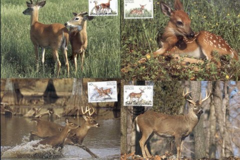 Netherlands-Antilles-1992 WWF White-tailed Deer Maxicards