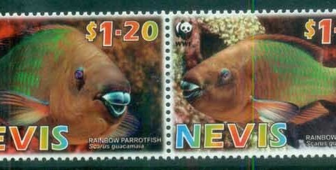Nevis-2007 WWF Rainbow Parrotfish Str 4