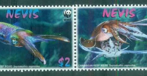 Nevis-2009 WWF Caribbean Reef Squid