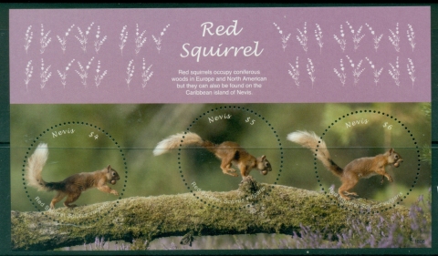 Nevis-2018-Fauna-Red-Squirrel-MS-MUH
