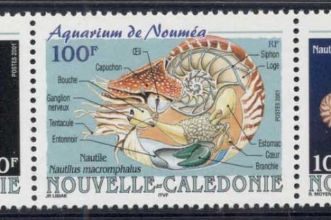 New Caledonia 2001 Marine Life, Noumea Aquarium, Nautilus Shell str3