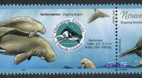 New Caledonia 2003 Marine Life, Operation Cetacean, Whales pr