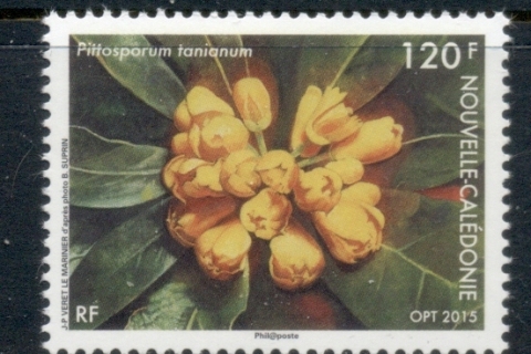 New Caledonia 2015 Flowers, Pittosporum