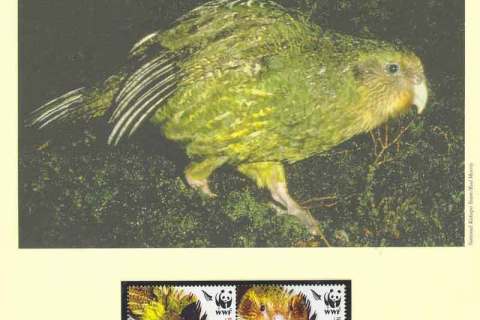 New Zealand 2005 WWF Kakopo
