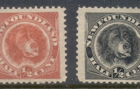 Newfoundland-1887-96-Newfoundland-Dog