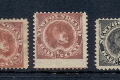 Newfoundland-1887-96-newfoundland-Dog-MLH