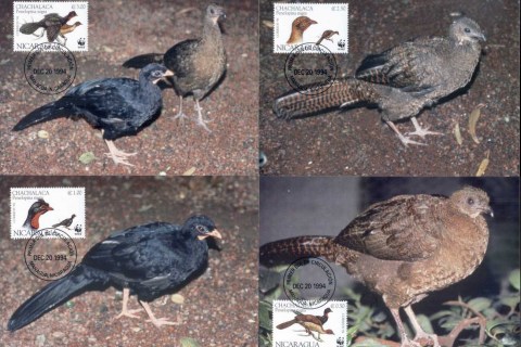 Nicaragua-1994 WWF Highland Quail, bird Maxicards