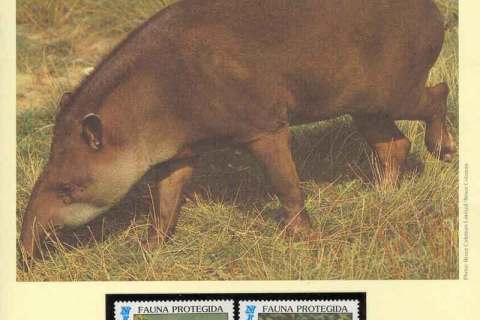 Nicaragua-1985-WWF Central American Tapir