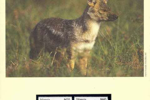 Nigeria-2003 WWF Side-striped Jackal