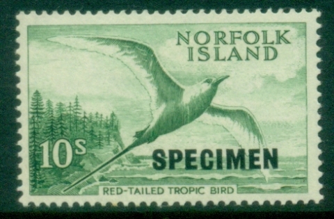 Norfolk-Is-1961-Pictorial-Red-Tailed-Tropic-Bird-Specimen-MLh