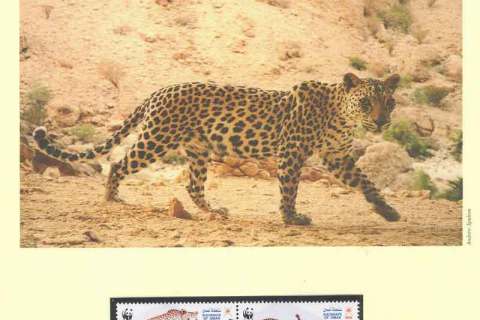 Oman-2004 WWF Arabian Leopard