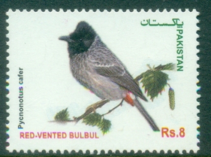 Pakistan-2013-Birds-Red-Vented-Bulbul-MUH