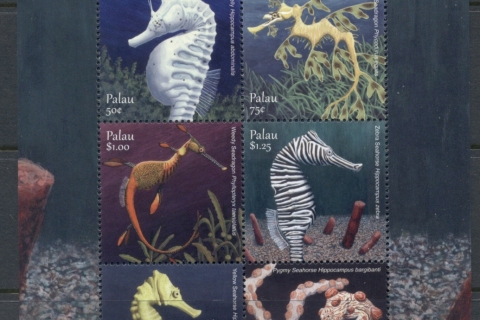 Palau-2018-Marine-Life