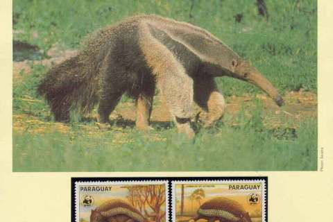 Paraguay-1985 WWF Ant-eating Giants