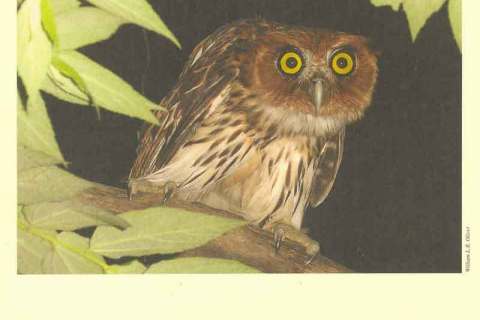 Philippines-2004 WWF Philippine Owls