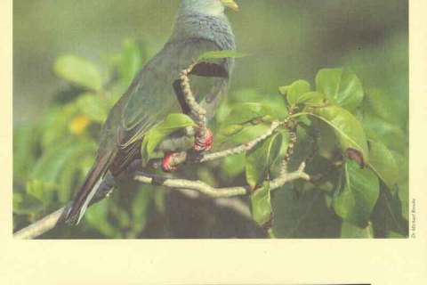 Pitcairn-Is-1996 WWF Pitcairn Is Birds
