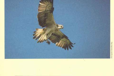 Poland-2003 WWF Osprey