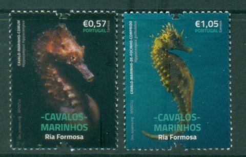 Portugal-2022-The-Seahorses-of-Ria-Formosa-MUH