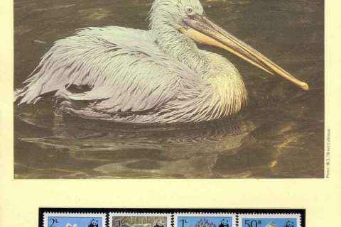 Romania-1984 WWF Dalmatian Pelican