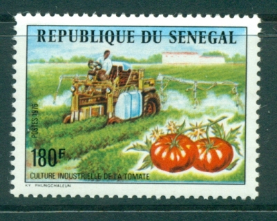 Senegal 1976 Mechanised Tomato Harvest