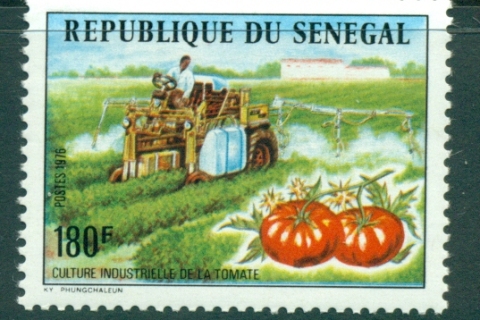 Senegal 1976 Mechanised Tomato Harvest